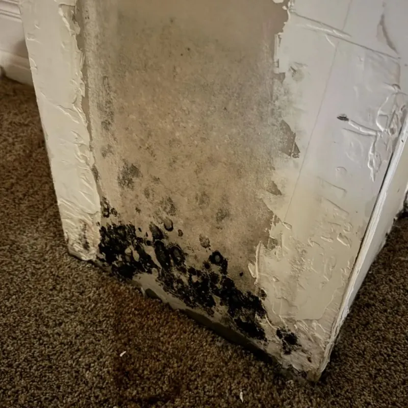 Professional Mold Removal in Lawrenceburg, TN